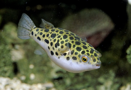 TETRAODON FLUVIATILIS